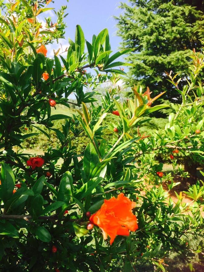 パンツァーノ Rosso Del Chianti Bed & Breakfast エクステリア 写真