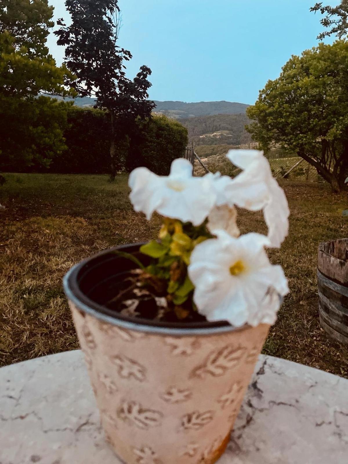 パンツァーノ Rosso Del Chianti Bed & Breakfast エクステリア 写真